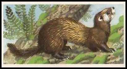 58BBBWL 12 The Polecat.jpg